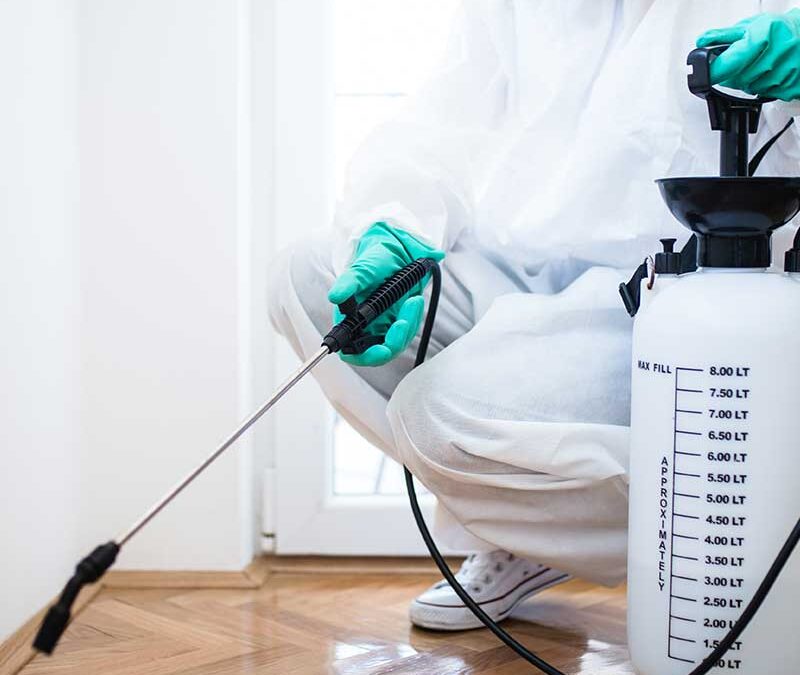 Extermination anti nuisibles